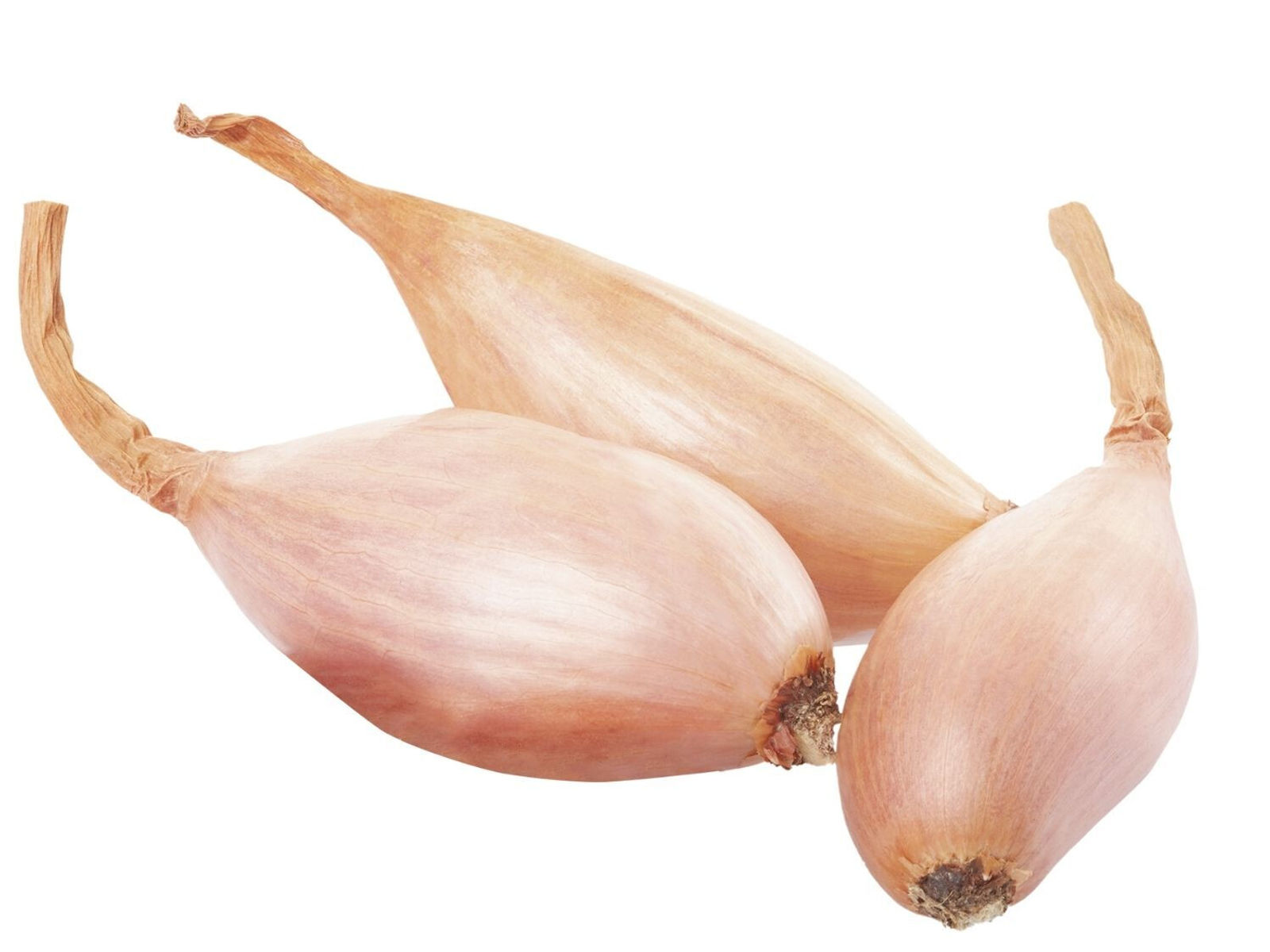 Échalote